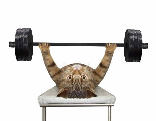 The beige cat athlete is doing exercises with a barbell on bench press. White background. Isolated.