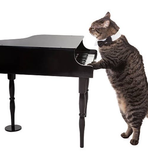 Tabby cat wearing tuxedo collar costume playing a toy grand piano isolated on white background
